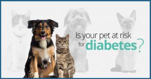 November is National Pet Diabetes Month | Veterinarians Calhoun