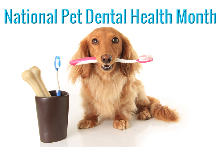 February is National Pet Dental Health Month! Veterinarians Calhoun
